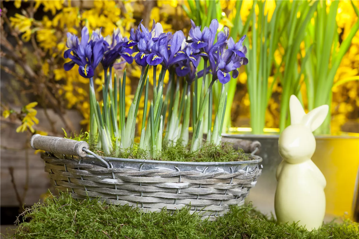 Frühblüher-Tipp - Gartencenter Heuschkel