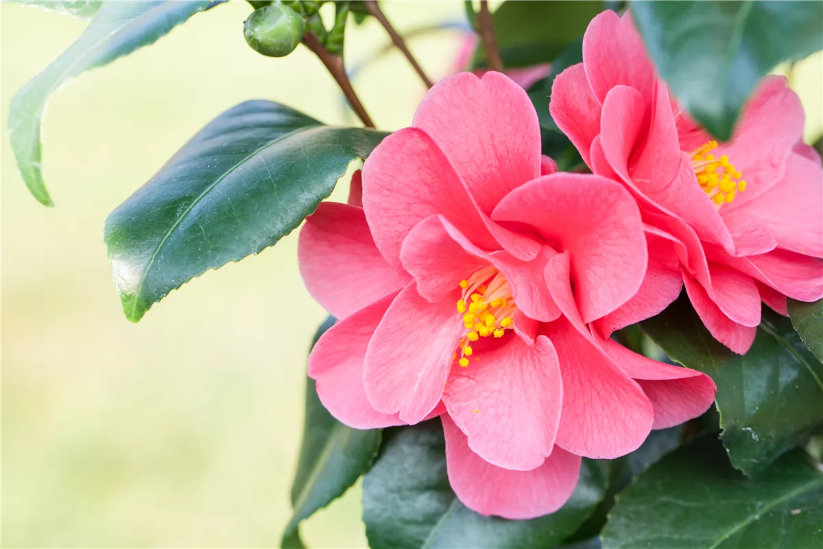 Kamelien richtig pflegen - Gartencenter Heuschkel
