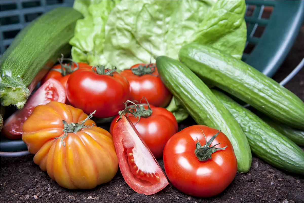 Von Artischocke bis Zucchini! - Gartencenter Heuschkel
