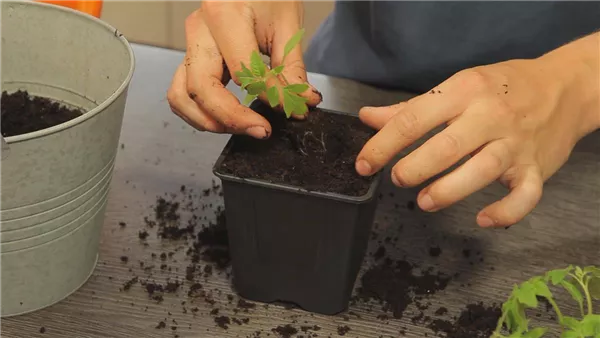 Tomaten - Umtopfen der Anzucht (thumbnail)