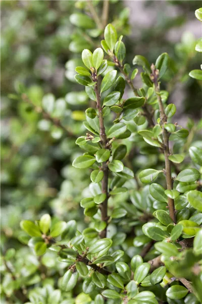 Ilex crenata