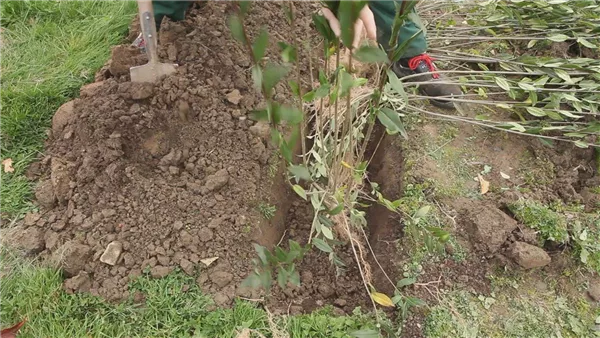 Ligusterhecke - Einpflanzen im Garten (thumbnail)