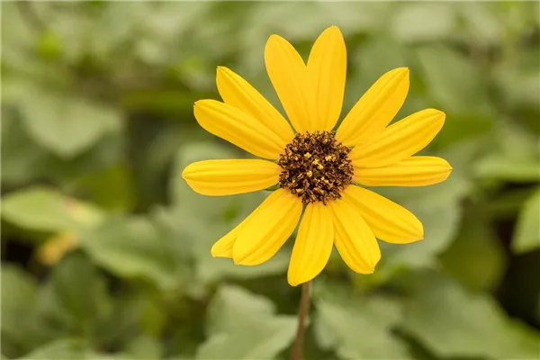 Einjährigen Pflanzen für den Garten