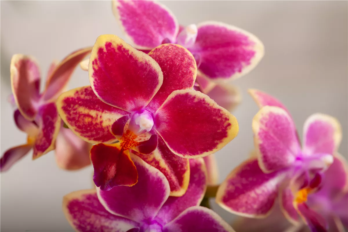 Die Königin der Zimmerpflanzen – Orchideen - Gartencenter Heuschkel