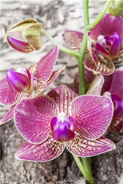 Phalaenopsis