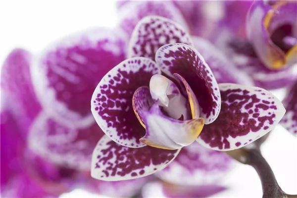 Phalaenopsis