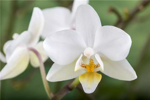 Phalaenopsis 'Wild Orchid'