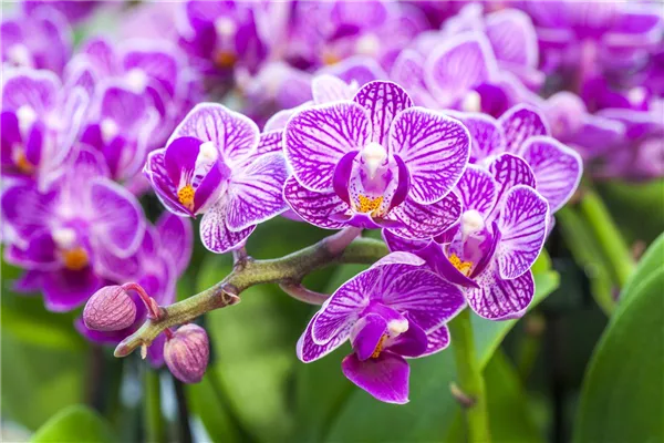 Phalaenopsis, lila-weiß