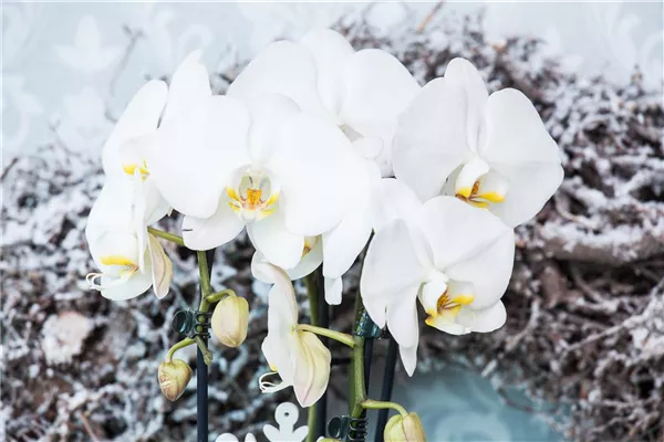 Phalaenopsis, weiß