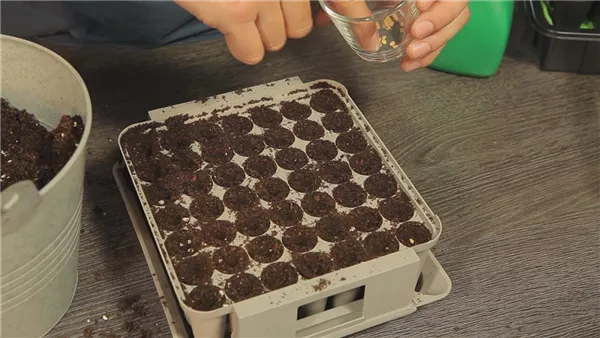 Paprika - Aussäen von Samen (thumbnail)