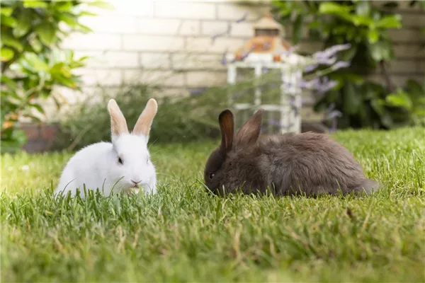 Lebensraum für Kaninchen und Co.