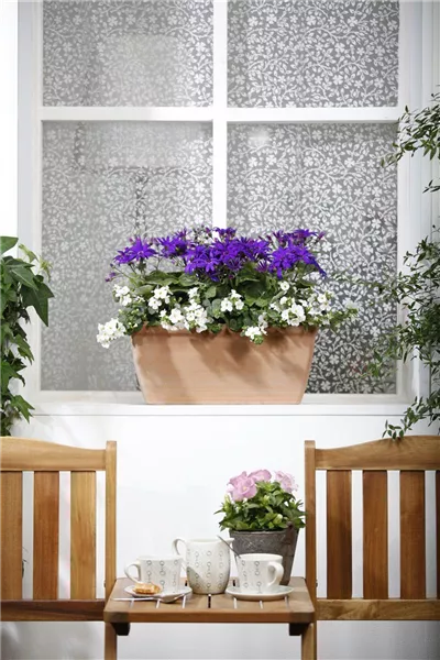 Winterharte Pflanzen für den Balkon