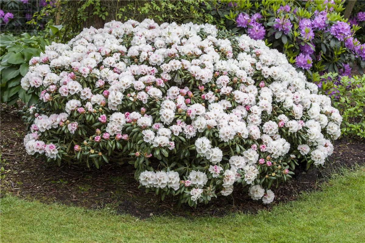 Büsche in Form bringen - Gartencenter Heuschkel