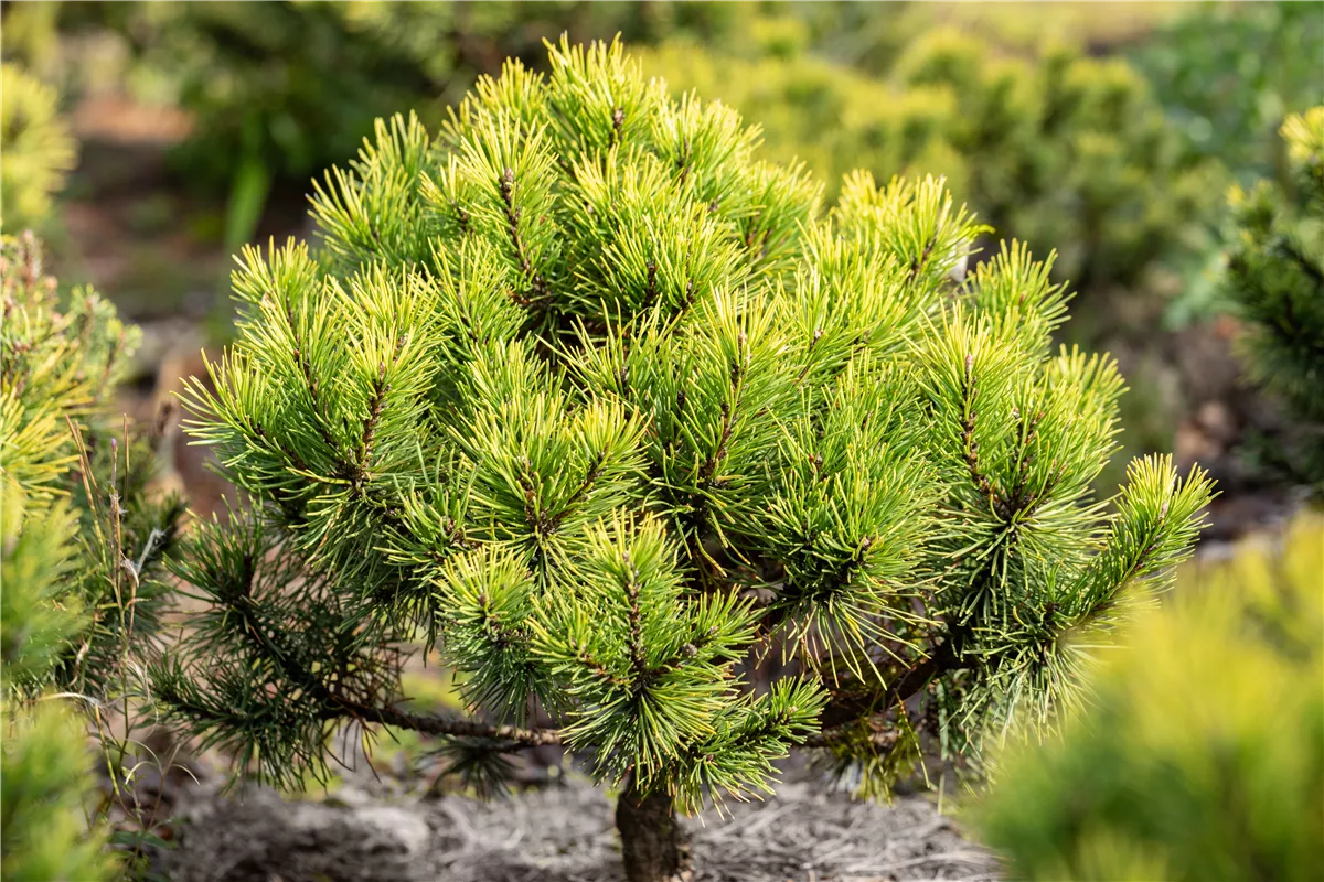 Koniferen schmücken das ganze Jahr - Gartencenter Heuschkel