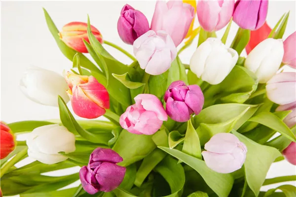 Schnittblumen - was hilft wirklich?