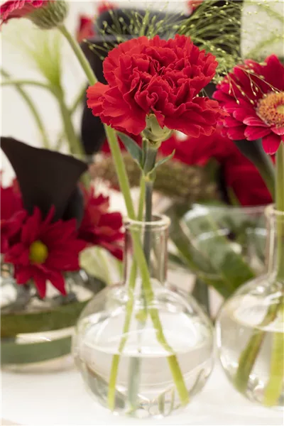 Dianthus
