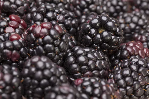 Brombeeren pflanzen