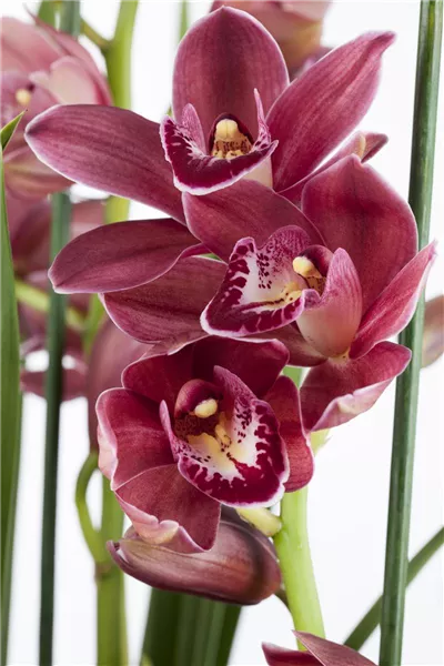Cymbidium 'Tineke'