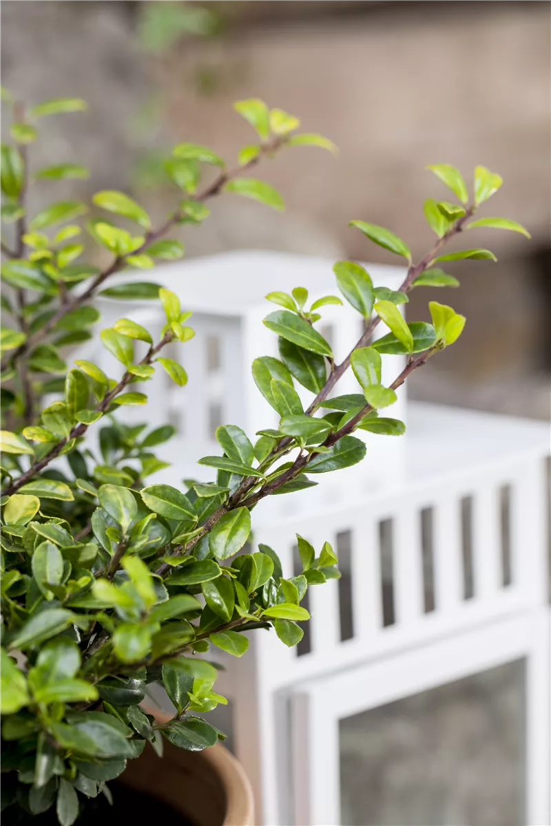 Funkien Tee Bonsai richtig pflegen - Gartencenter Heuschkel