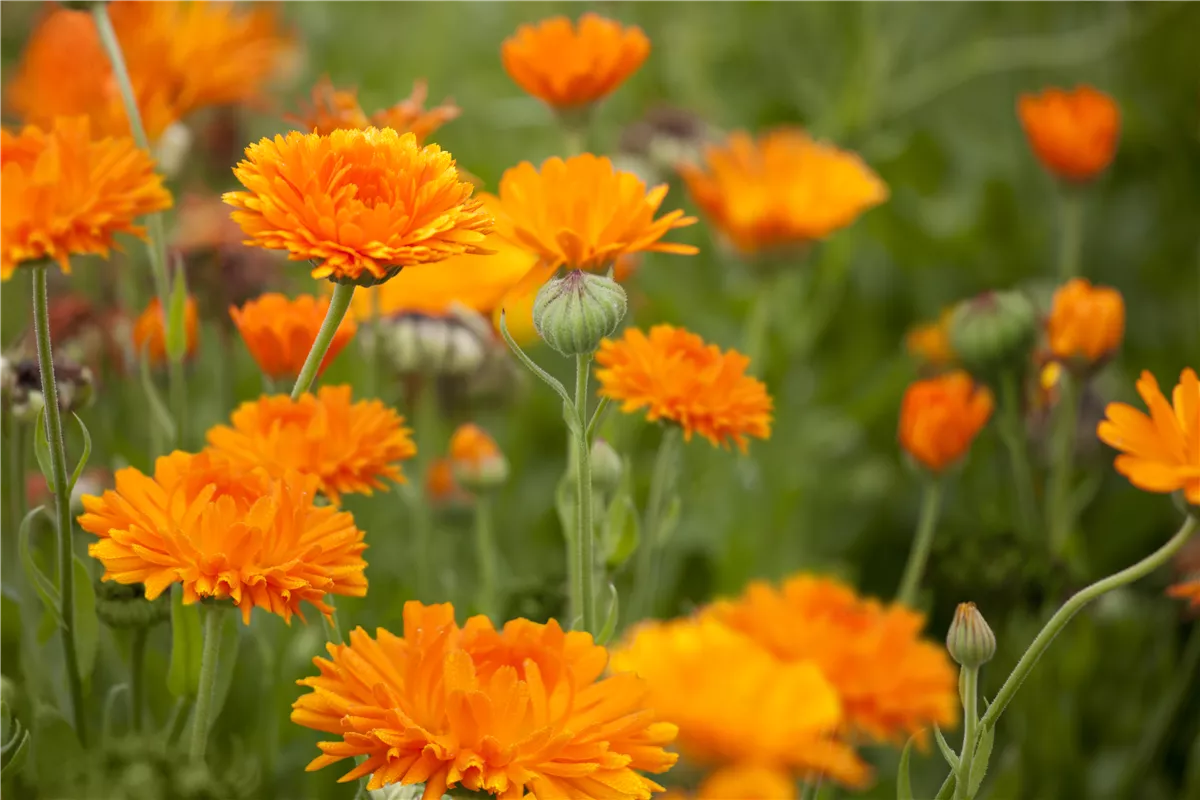 Die ersten Kräuter schon jetzt aussäen - Gartencenter Heuschkel