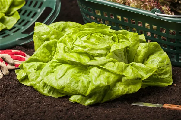Früher Kopfsalat