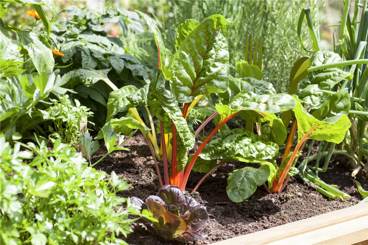 Effektiver Schutz vor Wühlmäusen - Gartencenter Heuschkel
