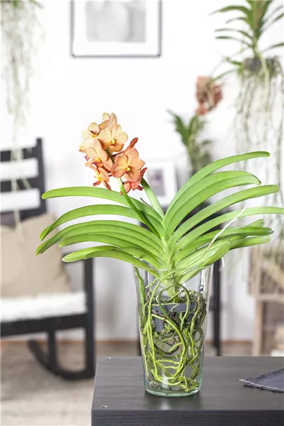 Vanda