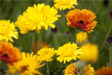 Blumen direkt aussäen