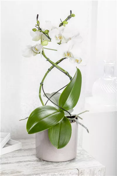 Phalaenopsis, Spirale