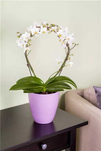 Phalaenopsis, weiß