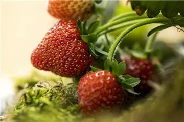 Erdbeeren vor Fäulnis schützen