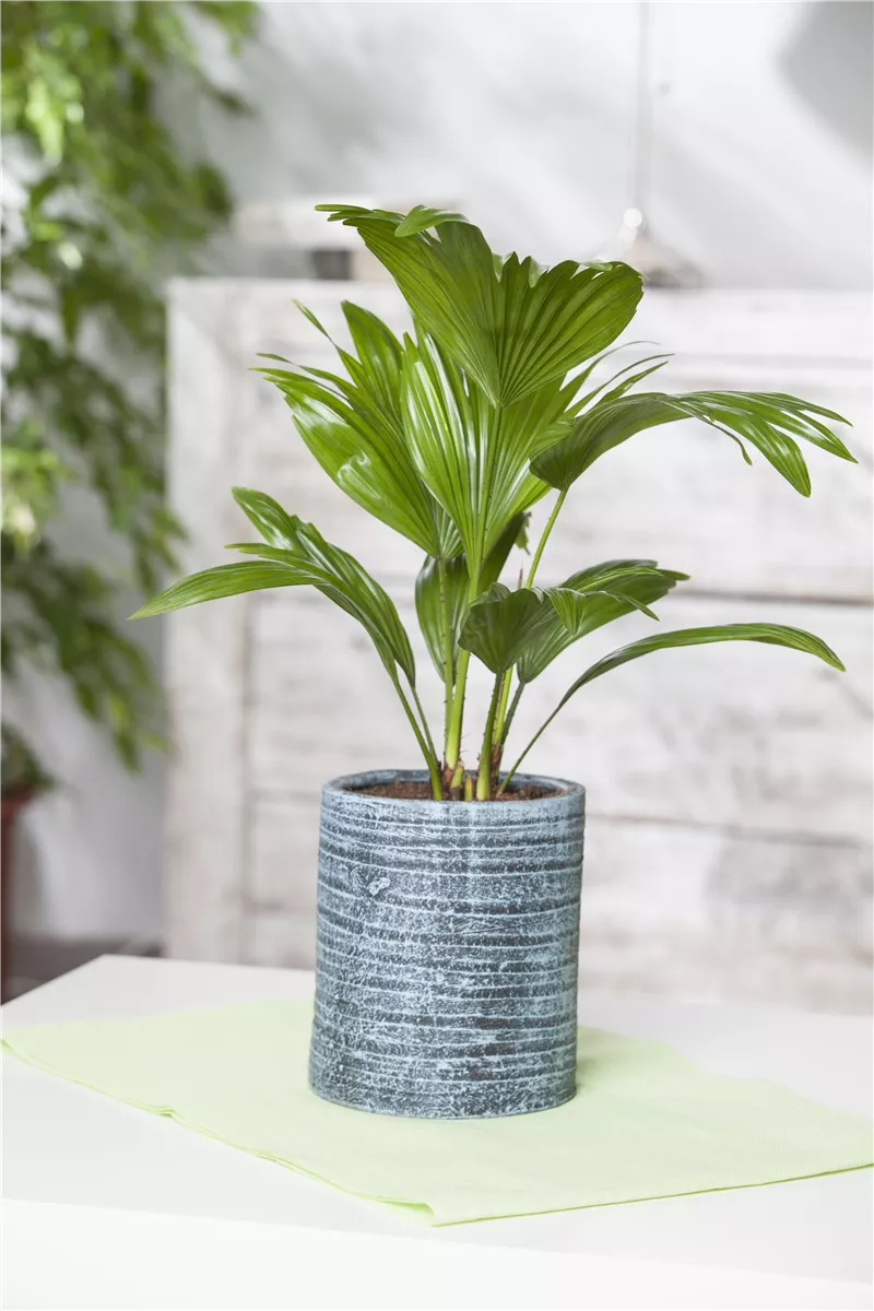 Palmen für die Wohnung - Gartencenter Heuschkel