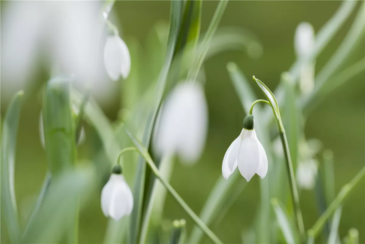 Schneeglöckchen im Schnee - Gartencenter Heuschkel