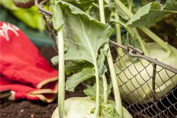 Kohlrabi pflanzen