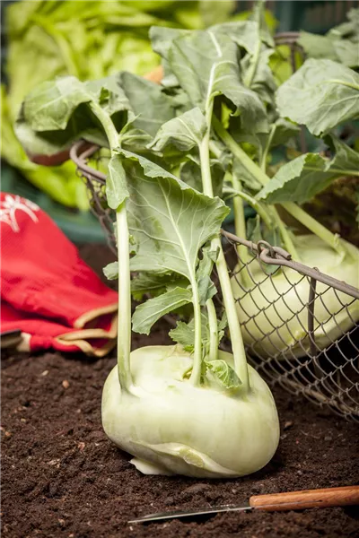 Kohlrabi pflanzen