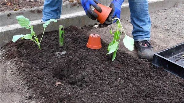 Kohlrabi - Einpflanzen im Gemüsebeet (thumbnail)