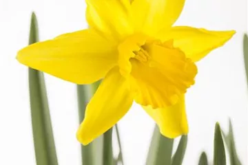 Osterglocken allein in die Vase...