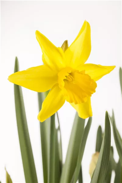 Osterglocken allein in die Vase...