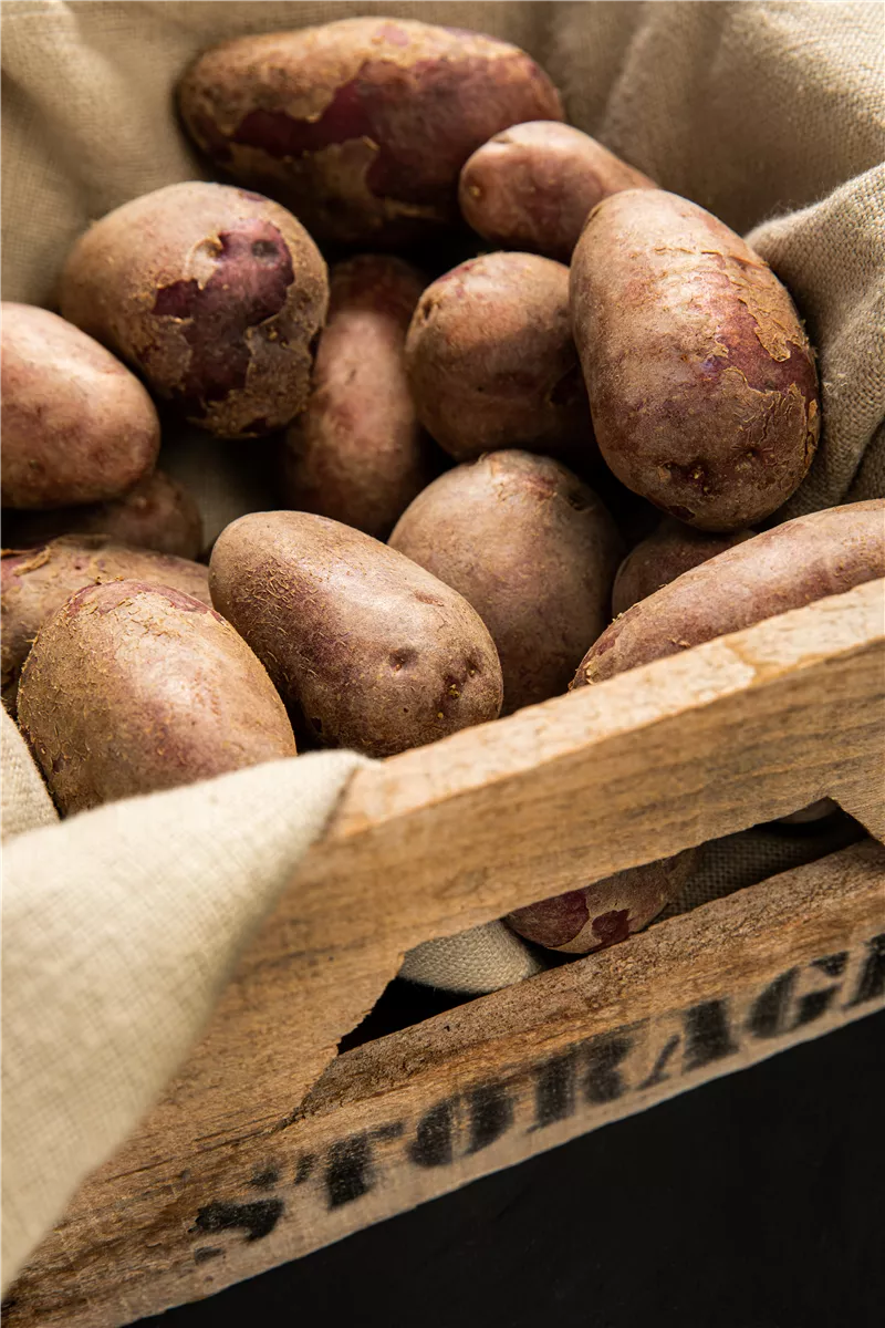 Kartoffeln vortreiben - Gartencenter Heuschkel