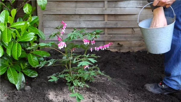 Tränendes Herz - Einpflanzen im Garten (thumbnail)