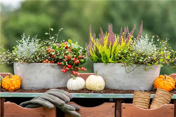 Der schöne Balkonkasten im Herbst
