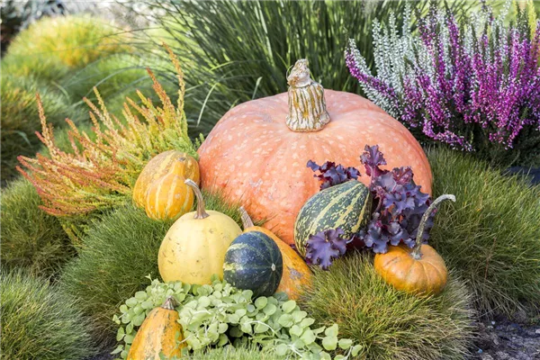 Cucurbita