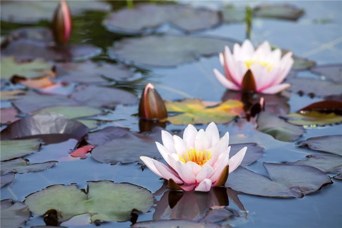 Frostempfindliche Wasserpflanzen schützen - Gartencenter Heuschkel