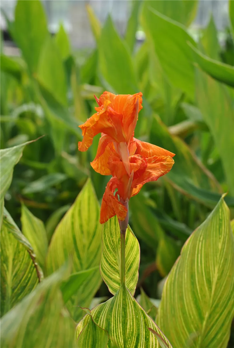 Indisches Blumenrohr überwintern - Gartencenter Heuschkel