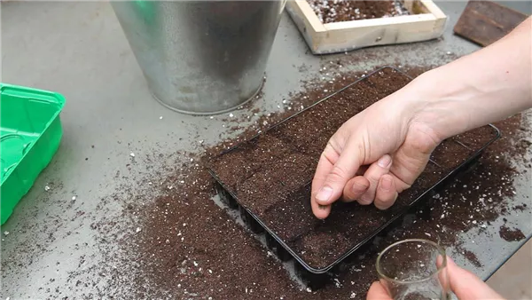 Bohnenkraut - Aussäen von Samen (thumbnail)