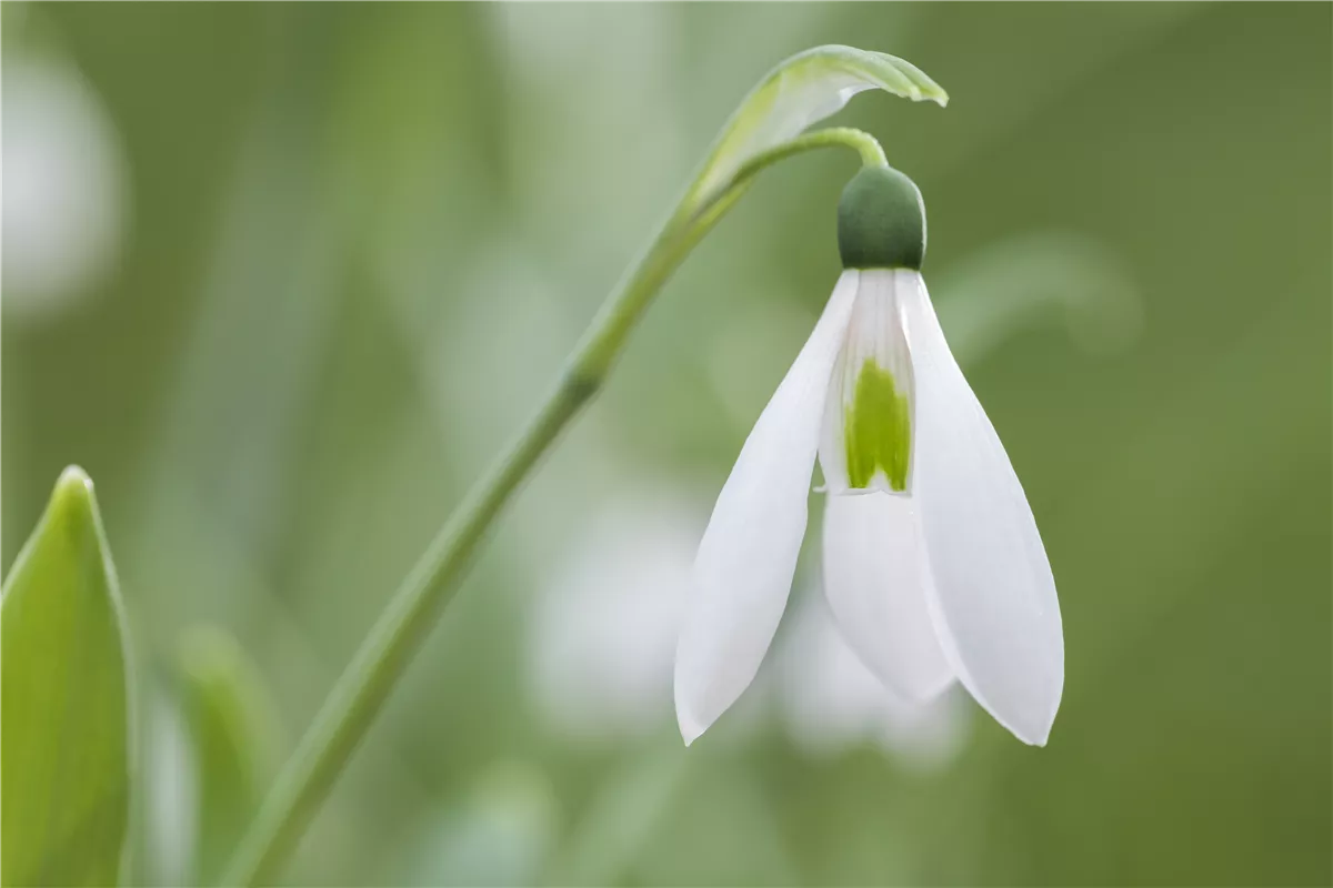 Schneeglöckchen richtig pflanzen - Gartencenter Heuschkel
