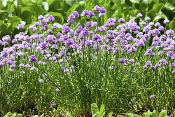 Schnittlauch: Frische in der Küche