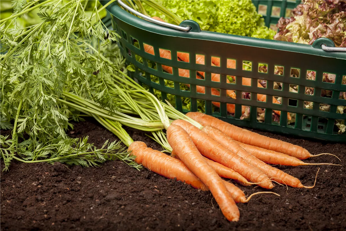 Schädlinge an Möhre und Zwiebel - Gartencenter Heuschkel