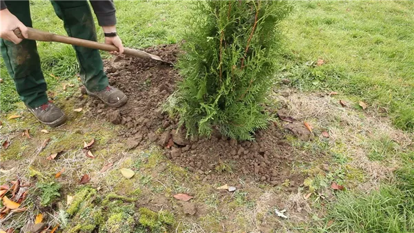 Lebensbaum - Einpflanzen im Garten (thumbnail)