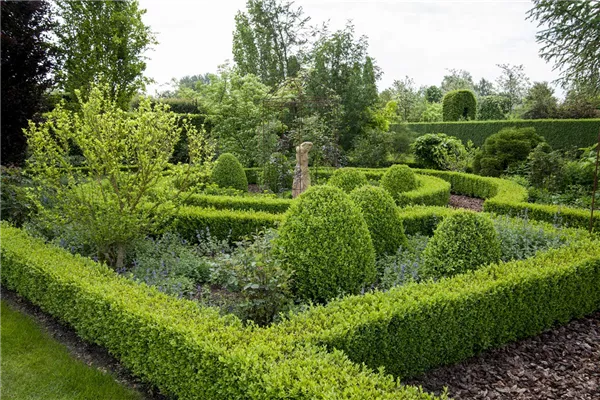 Buxus sempervirens